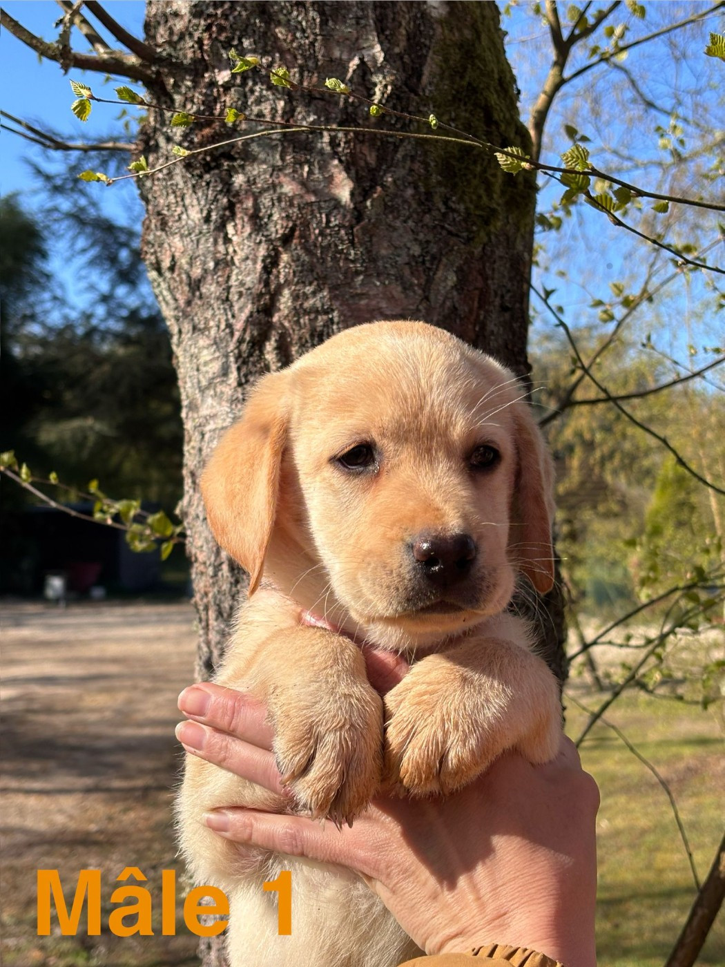 Sologne Hunters's - Chiots disponibles - Labrador Retriever