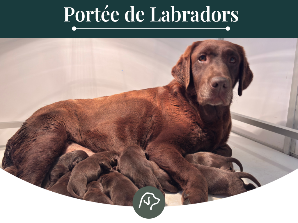 Chiot Labrador Retriever Sologne Hunters's
