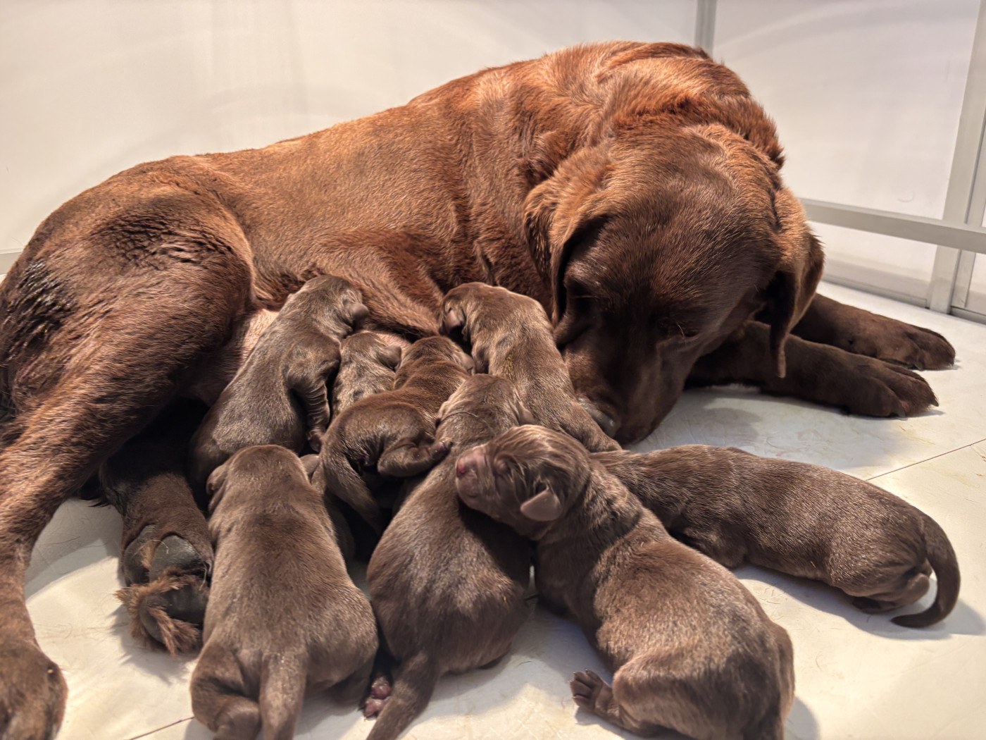 Sologne Hunters's - Chiots disponibles - Labrador Retriever