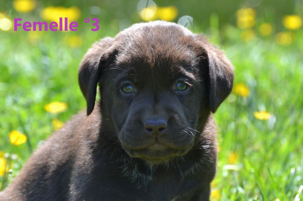 Sologne Hunters's - Chiots disponibles - Labrador Retriever