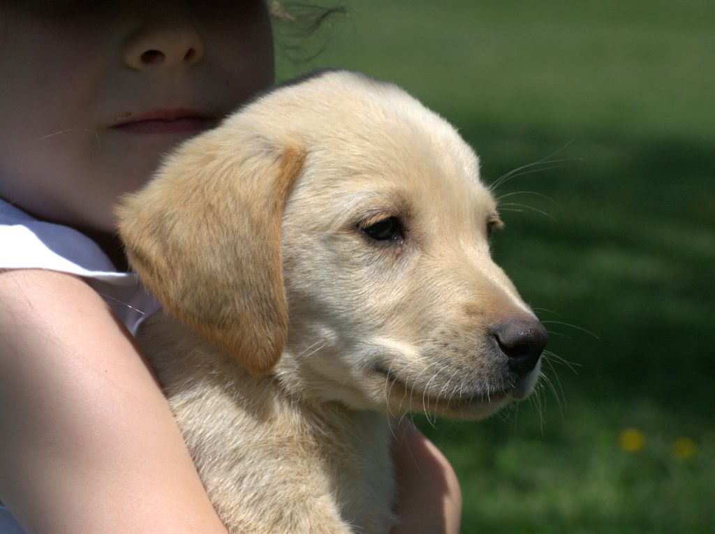 Sologne Hunters's - Chiots disponibles - Labrador Retriever
