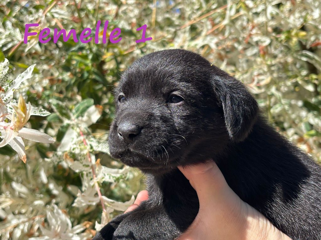 Sologne Hunters's - Chiots disponibles - Labrador Retriever