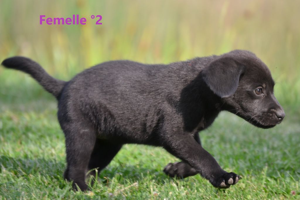 Sologne Hunters's - Chiots disponibles - Labrador Retriever