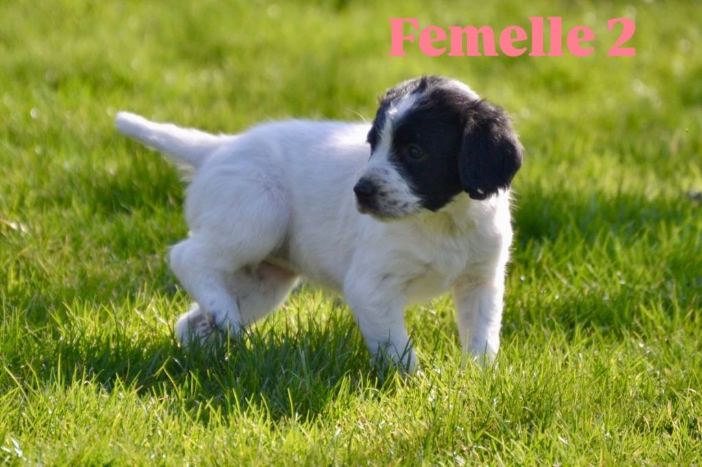 Sologne Hunters's - Chiots disponibles - English Springer Spaniel