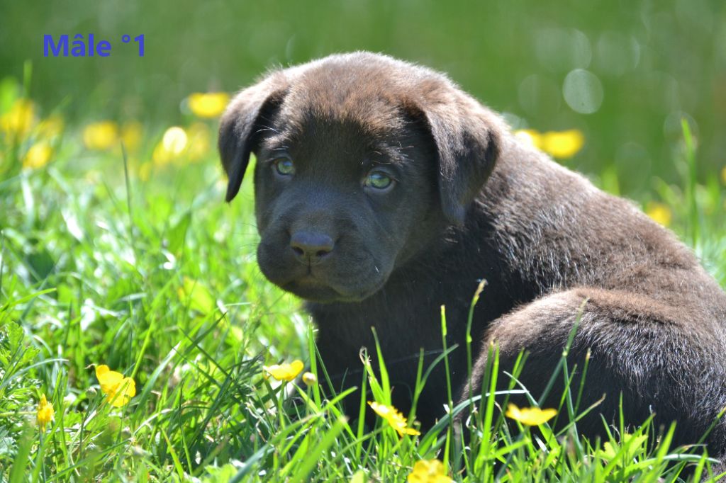 Sologne Hunters's - Chiots disponibles - Labrador Retriever