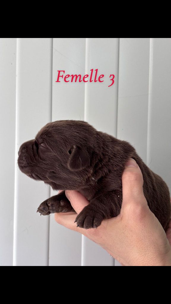 Sologne Hunters's - Chiots disponibles - Labrador Retriever