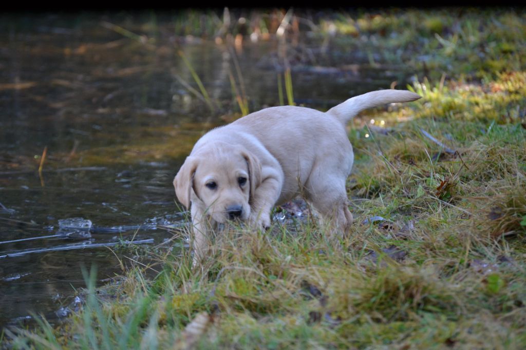 Sologne Hunters's - Chiots disponibles - Labrador Retriever