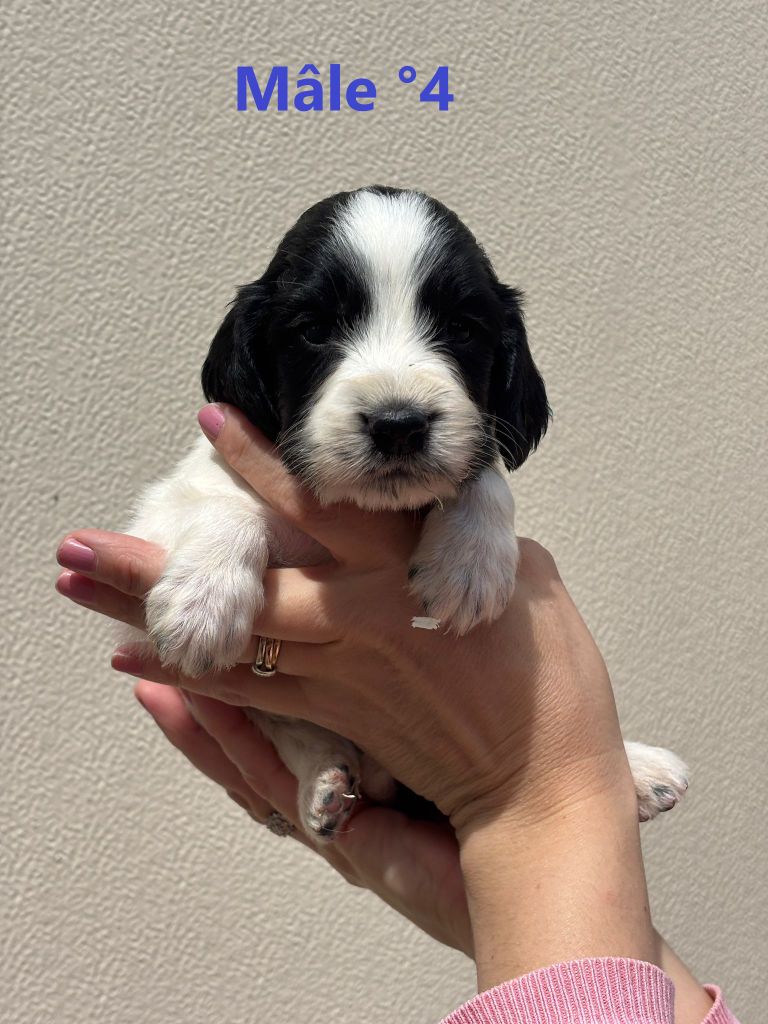Sologne Hunters's - Chiots disponibles - English Springer Spaniel