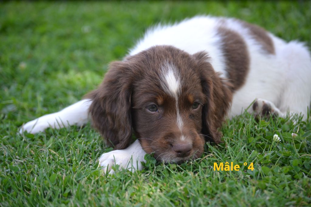 Sologne Hunters's - Chiots disponibles - English Springer Spaniel
