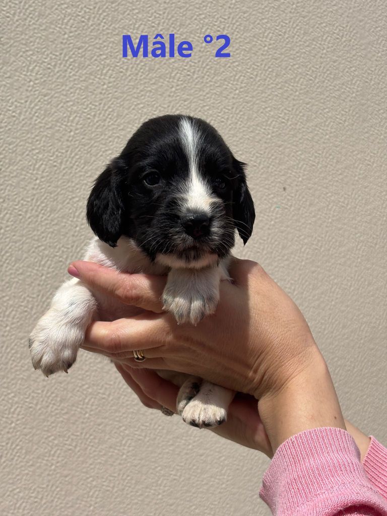 Sologne Hunters's - Chiots disponibles - English Springer Spaniel