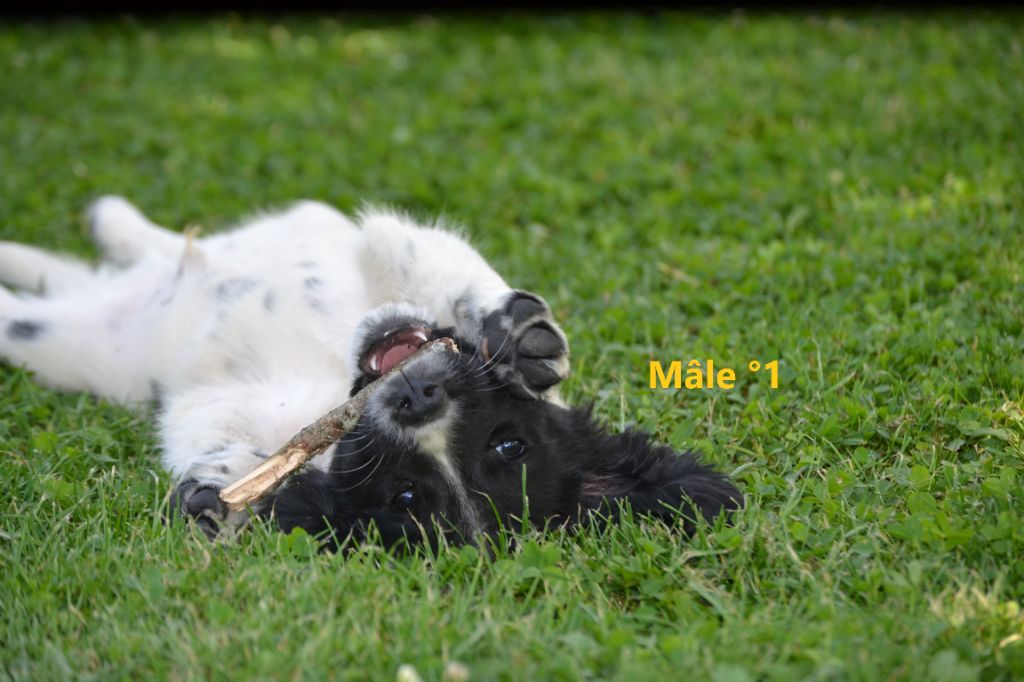 Sologne Hunters's - Chiots disponibles - English Springer Spaniel