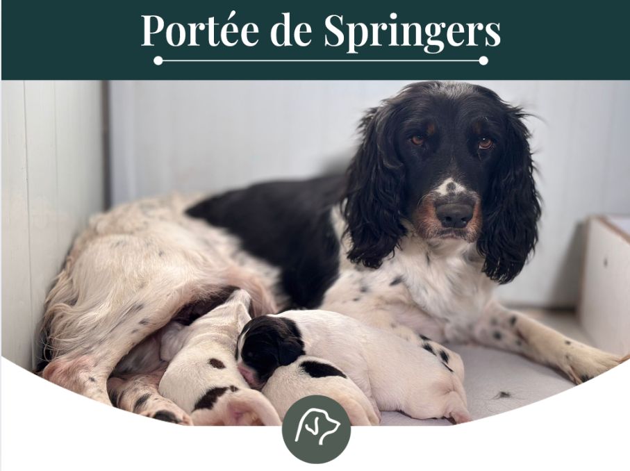 Chiot English Springer Spaniel Sologne Hunters's