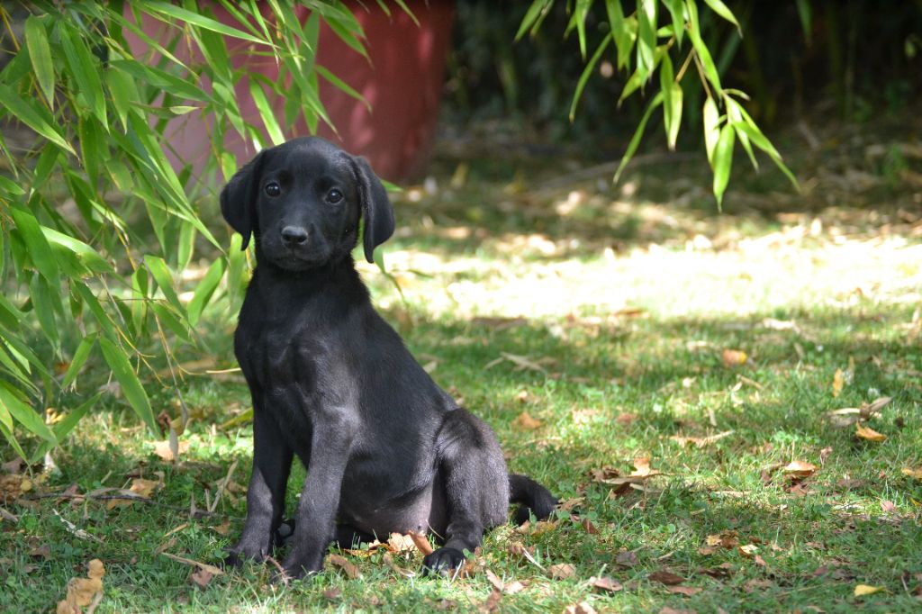 Sologne Hunters's - Chiots disponibles - Labrador Retriever