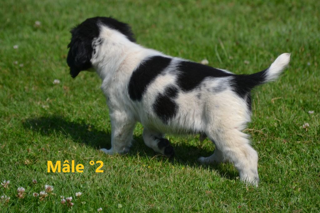 Sologne Hunters's - Chiots disponibles - English Springer Spaniel