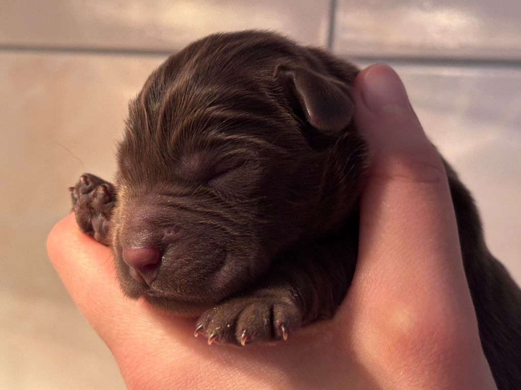 Sologne Hunters's - Chiots disponibles - Labrador Retriever