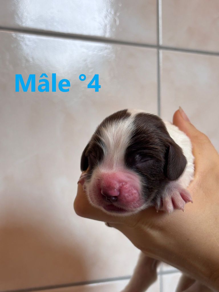 Sologne Hunters's - Chiots disponibles - English Springer Spaniel