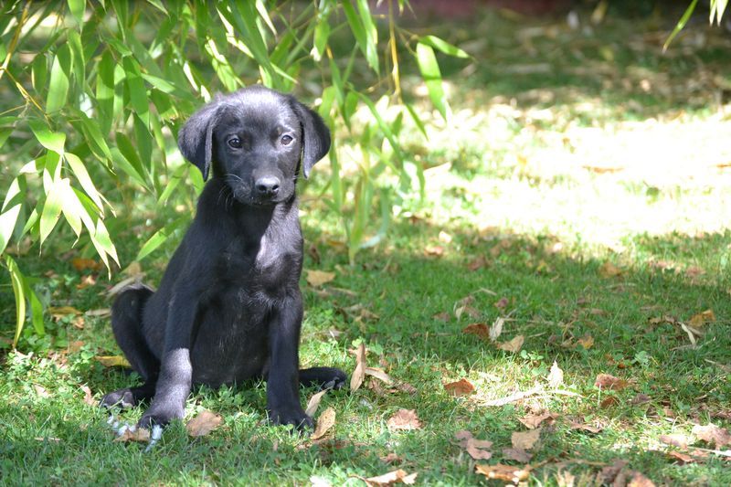 Sologne Hunters's - Chiots disponibles - Labrador Retriever