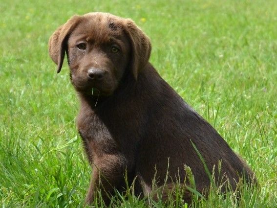 Sologne Hunters's - Chiots disponibles - Labrador Retriever