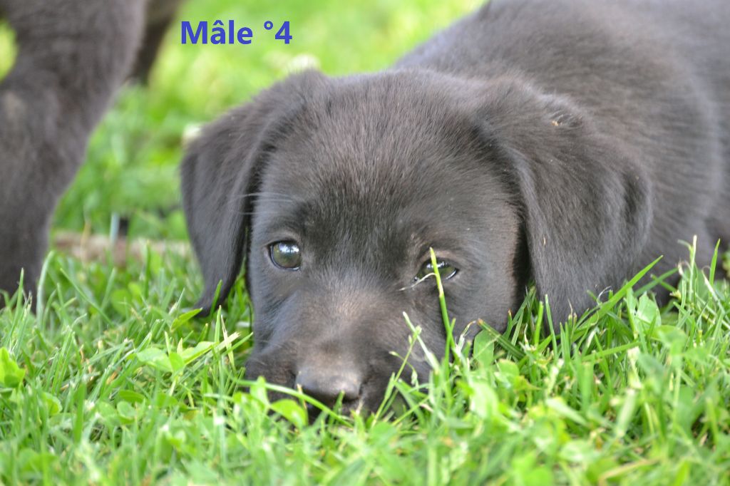 Sologne Hunters's - Chiots disponibles - Labrador Retriever