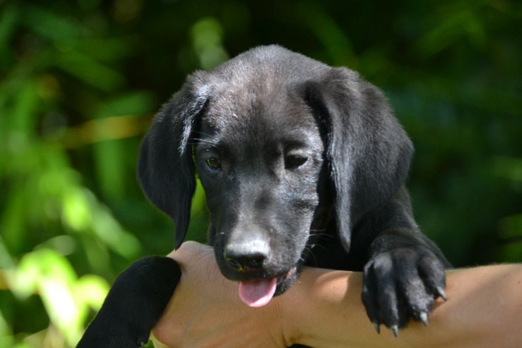 Sologne Hunters's - Chiots disponibles - Labrador Retriever