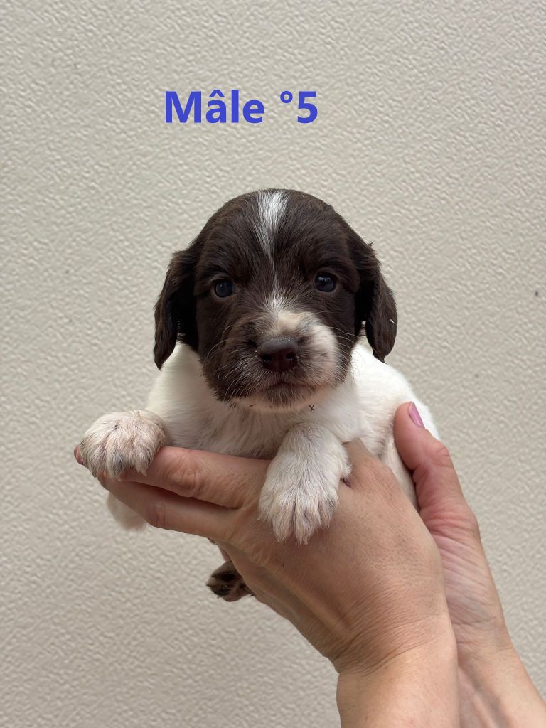 Sologne Hunters's - Chiots disponibles - English Springer Spaniel