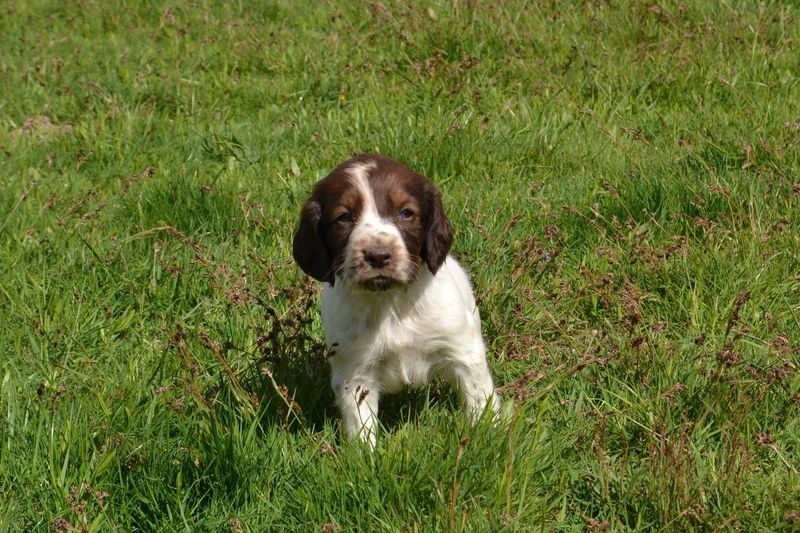 Chiot English Springer Spaniel Sologne Hunters's