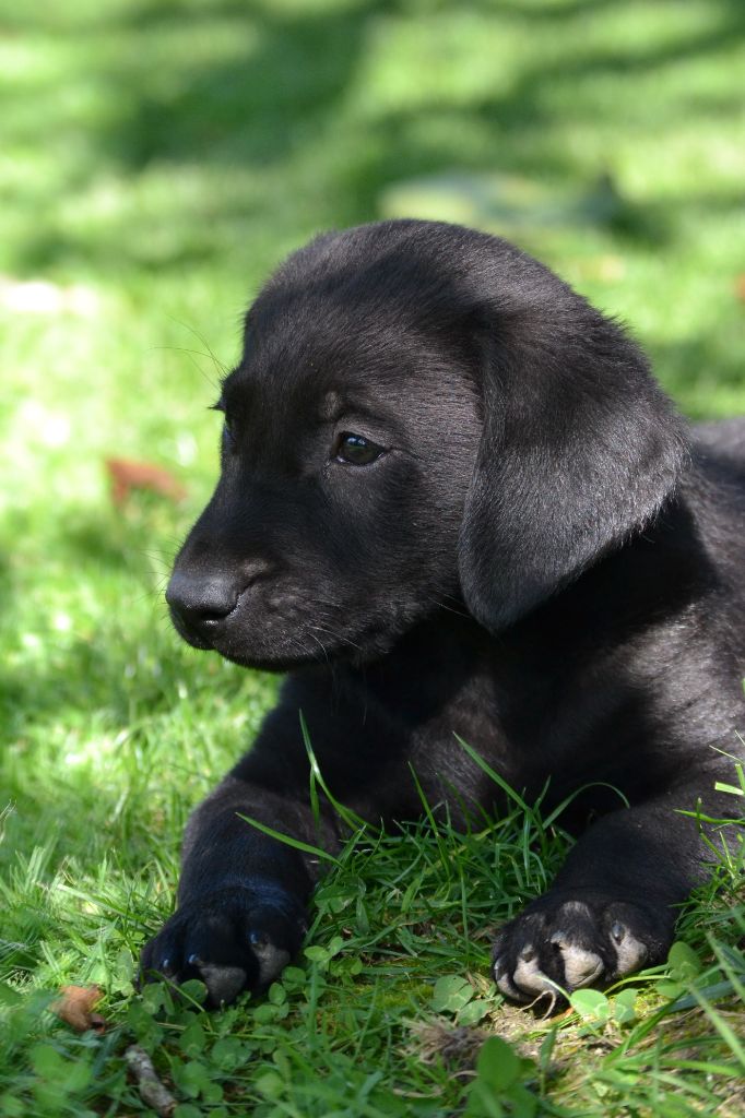 Sologne Hunters's - Chiots disponibles - Labrador Retriever