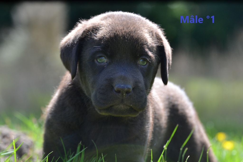 Sologne Hunters's - Chiots disponibles - Labrador Retriever