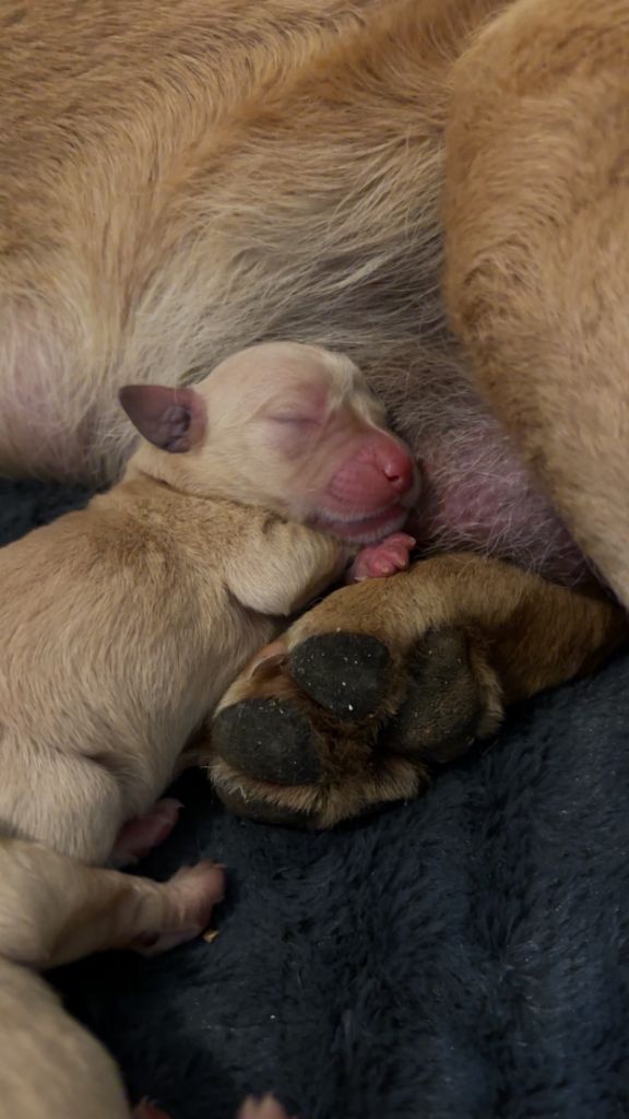 Sologne Hunters's - Chiots disponibles - Labrador Retriever