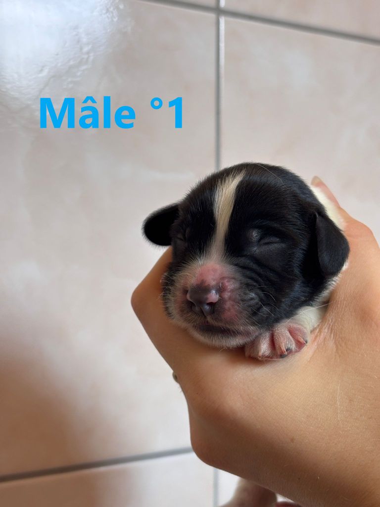 Sologne Hunters's - Chiots disponibles - English Springer Spaniel