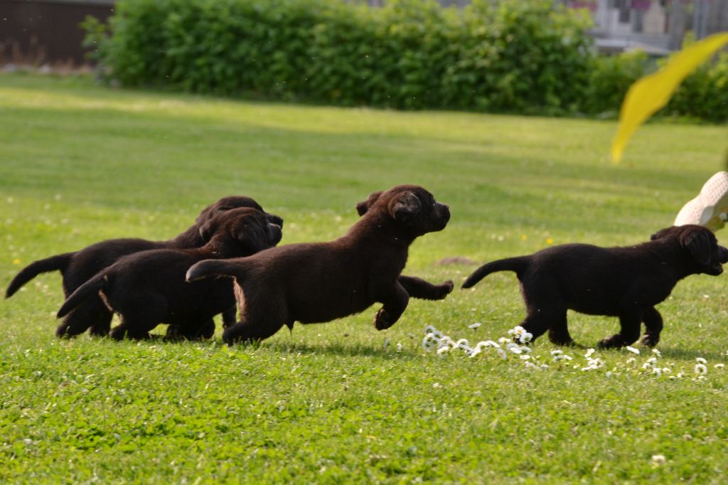 Chiot Labrador Retriever Sologne Hunters's