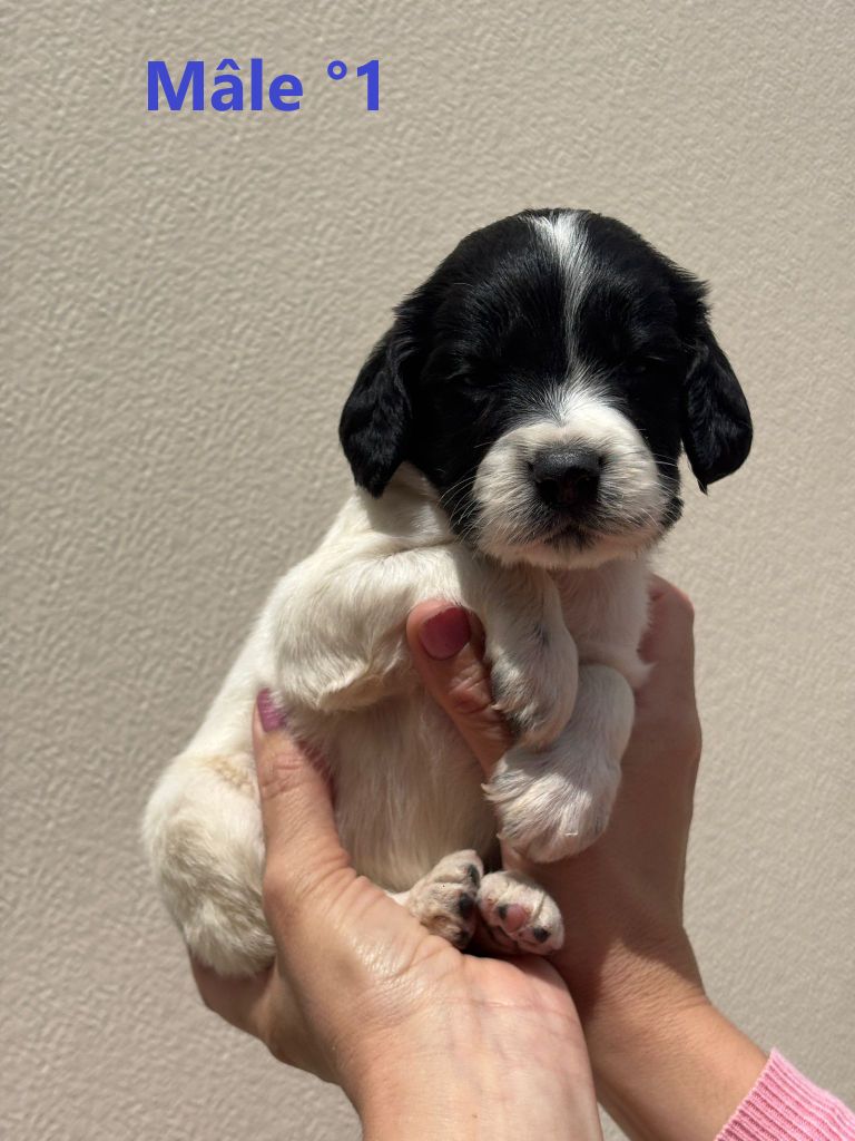Sologne Hunters's - Chiots disponibles - English Springer Spaniel