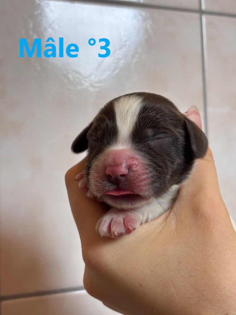 Sologne Hunters's - Chiots disponibles - English Springer Spaniel