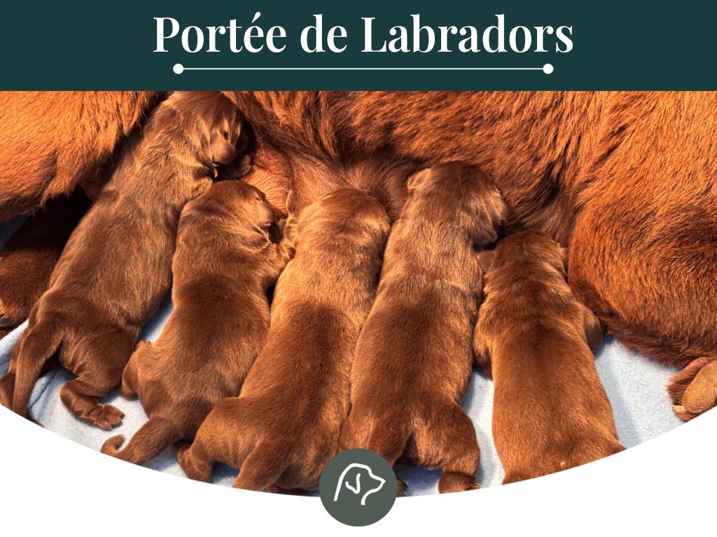 Chiot Labrador Retriever Sologne Hunters's