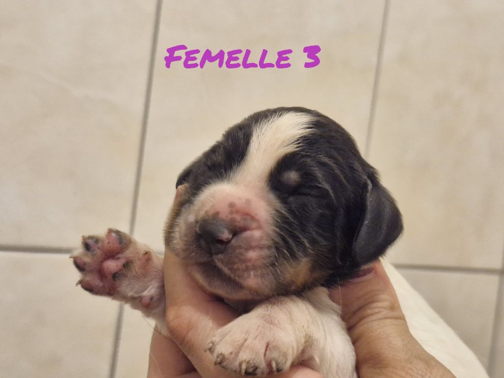 Sologne Hunters's - Chiots disponibles - English Springer Spaniel