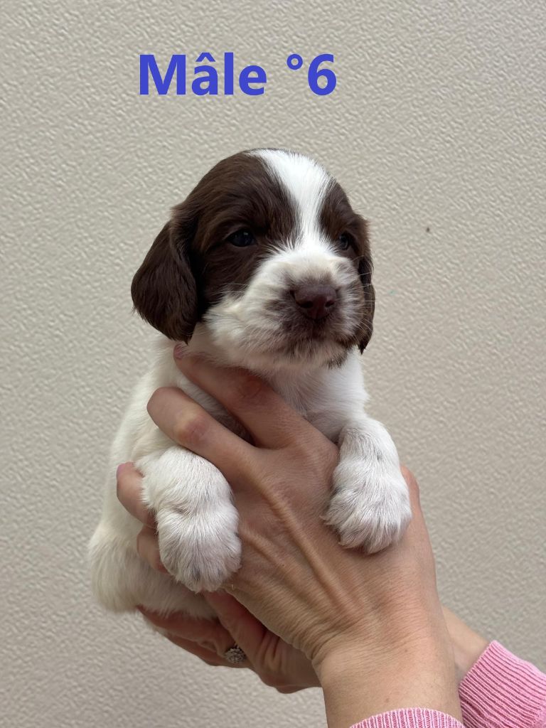 Sologne Hunters's - Chiots disponibles - English Springer Spaniel