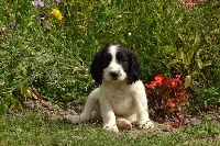 CHIOT noir pan blanc