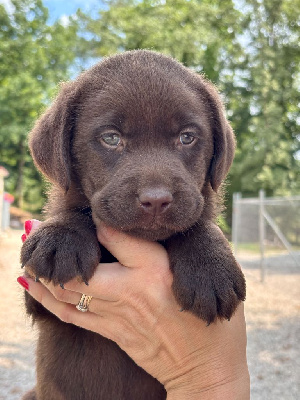 CHIOT 5