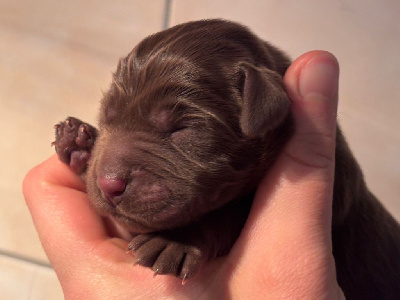 CHIOT 1
