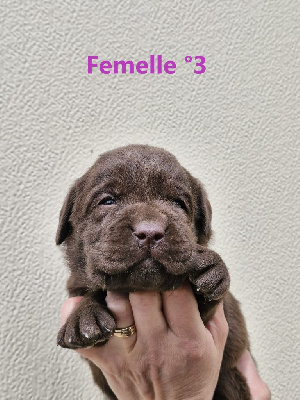 CHIOT 6