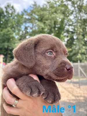 CHIOT 1
