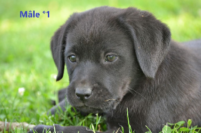 CHIOT 4