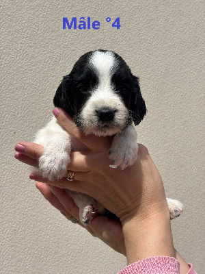 CHIOT 4