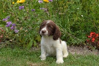 CHIOT marron pan blanc
