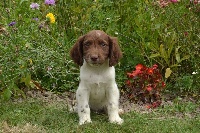 CHIOT marron pan blanc