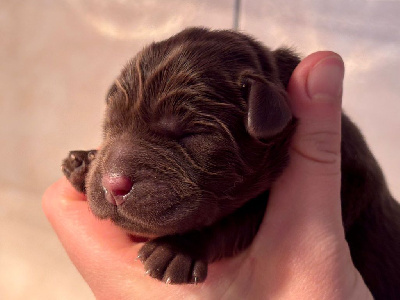 CHIOT 4