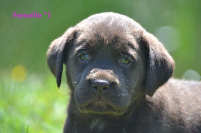 CHIOT 4