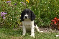 CHIOT noir pan blanc