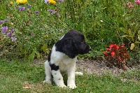 CHIOT noir pan blanc