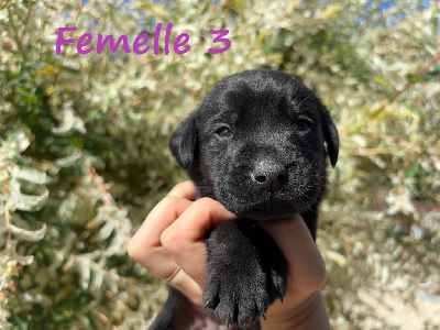 CHIOT 11